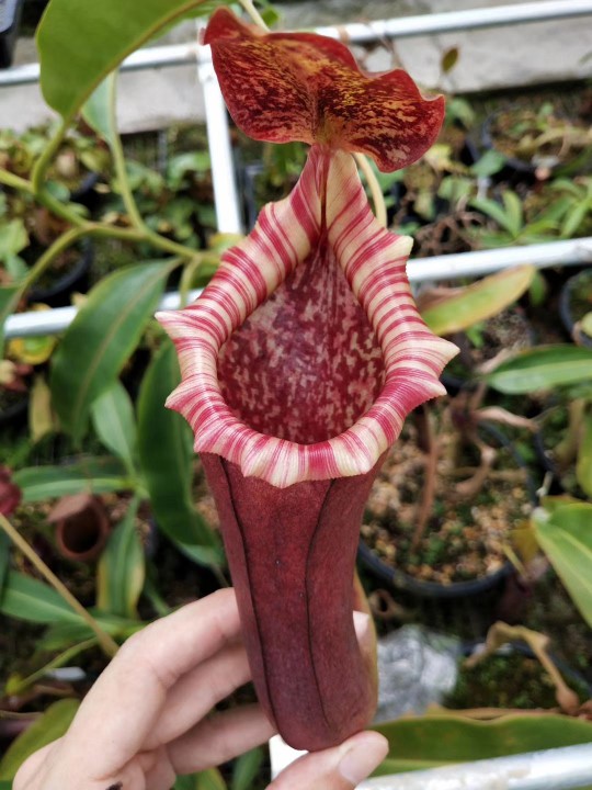 小小神器——猪笼草(图3)