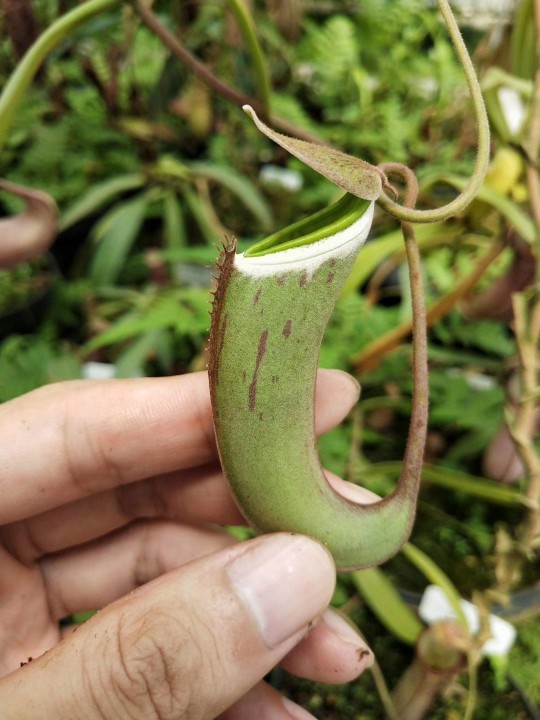 小小神器——猪笼草(图4)