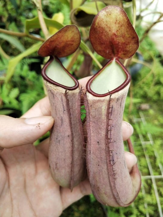 小小神器——猪笼草(图5)