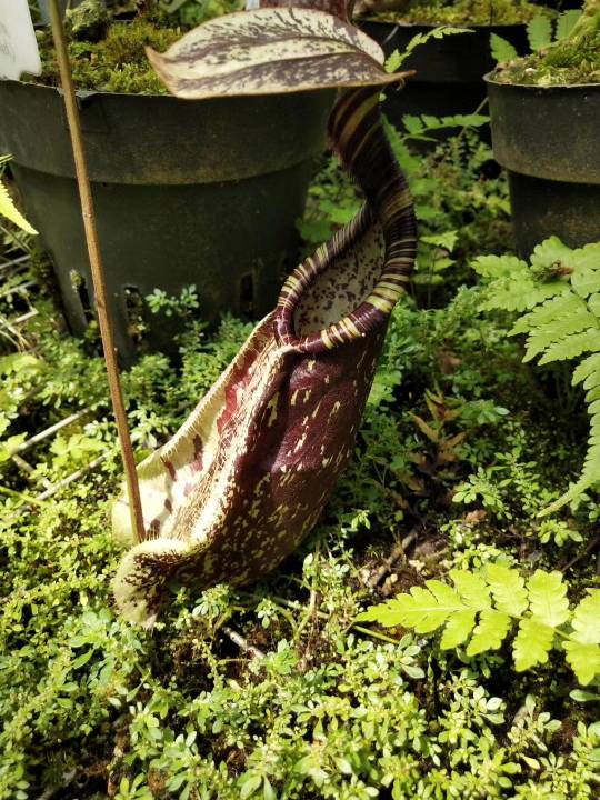 小小神器——猪笼草(图6)