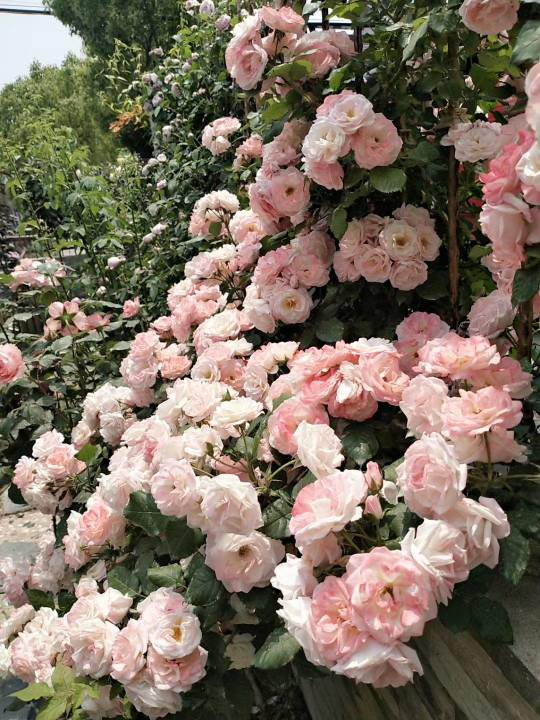 一尖已剥胭脂红， 四破犹包翡翠茸 ——藤本月季 - 功圣花卉