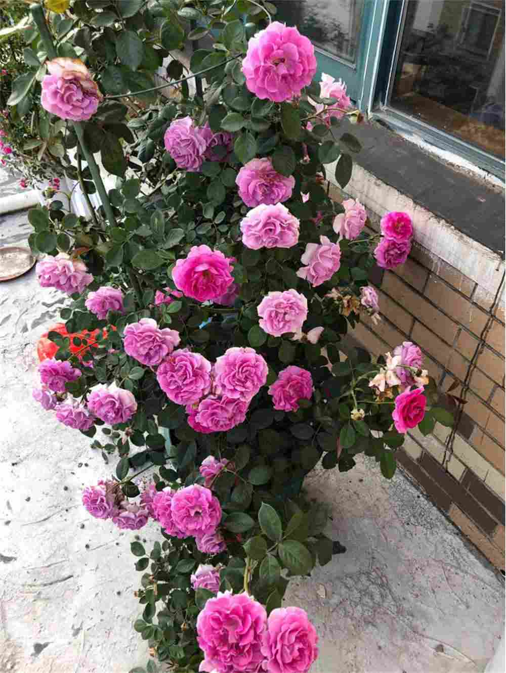 一尖已剥胭脂红， 四破犹包翡翠茸 ——藤本月季(图2)