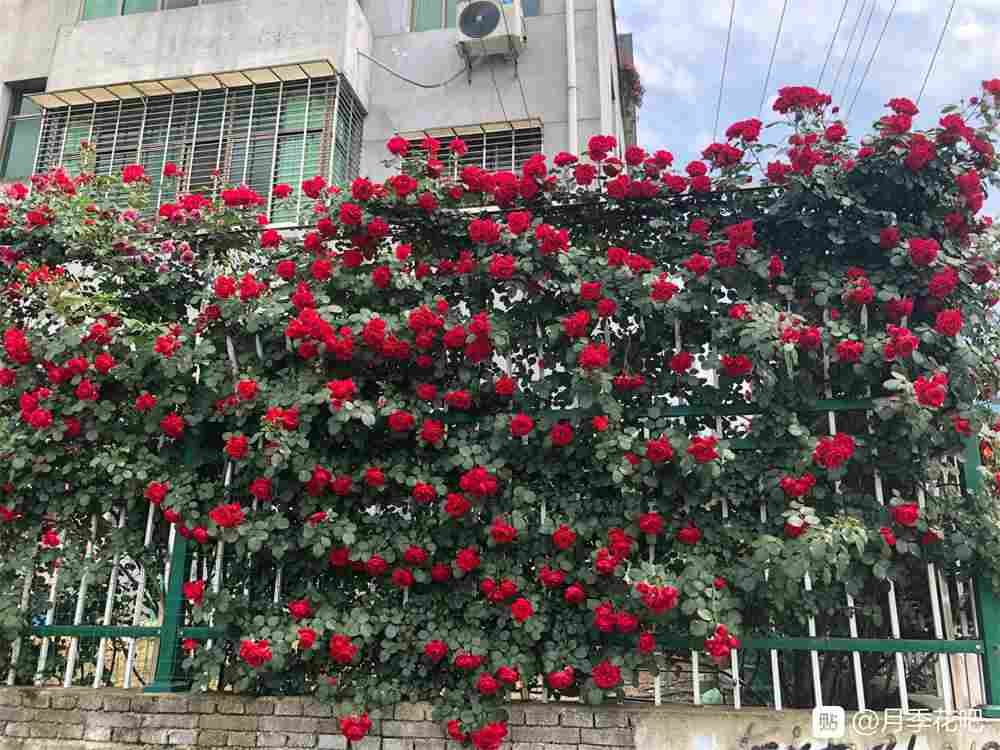 一尖已剥胭脂红， 四破犹包翡翠茸 ——藤本月季(图3)