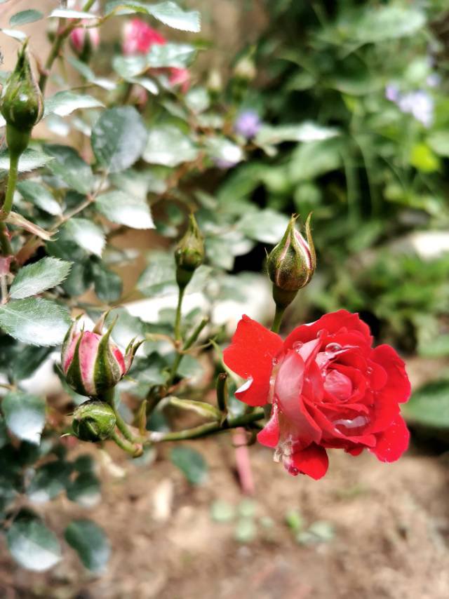 一尖已剥胭脂红， 四破犹包翡翠茸 ——藤本月季(图4)