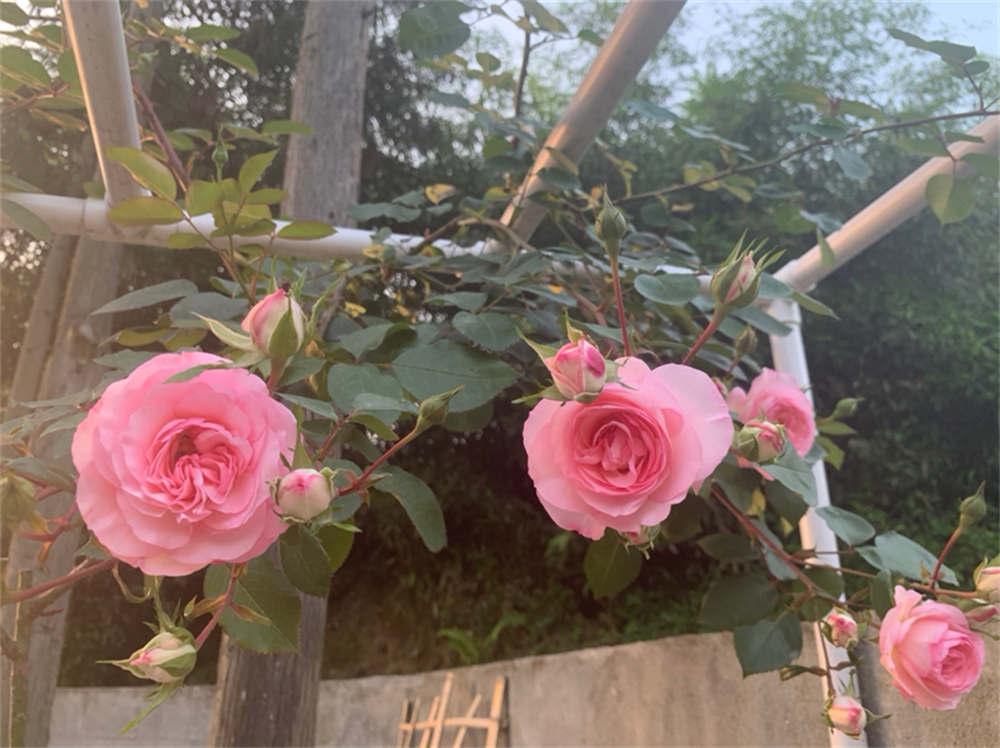 一尖已剥胭脂红， 四破犹包翡翠茸 ——藤本月季(图5)