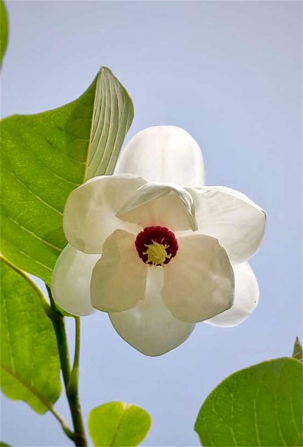 天女花——绝世独立秀娉婷 - 功圣花卉