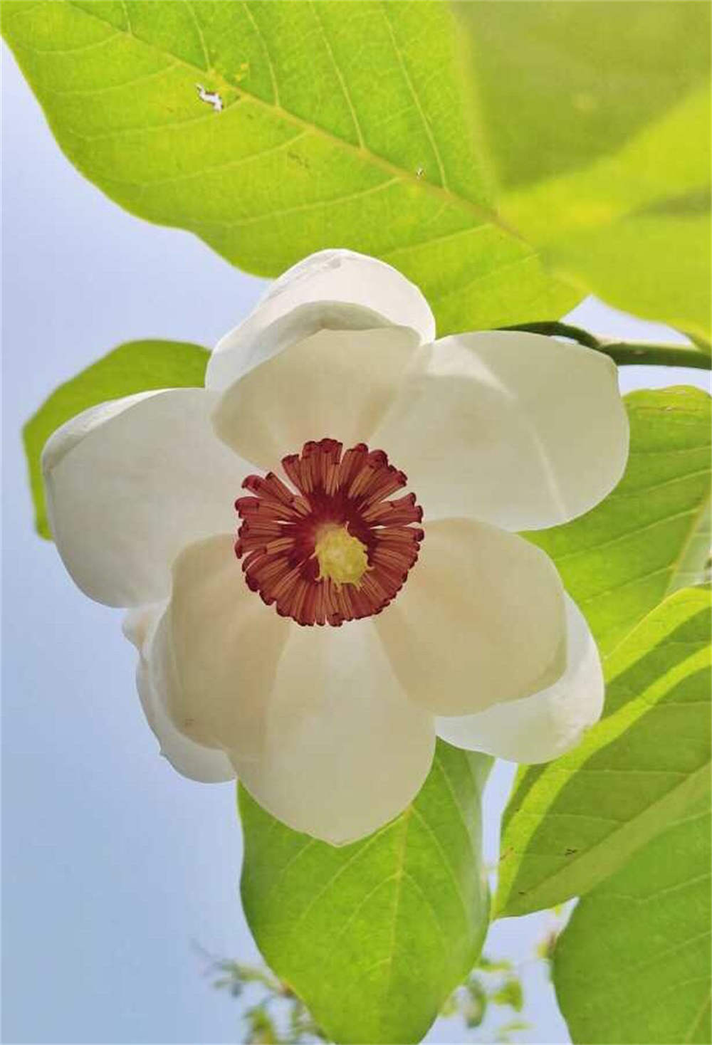 天女花——绝世独立秀娉婷(图2)