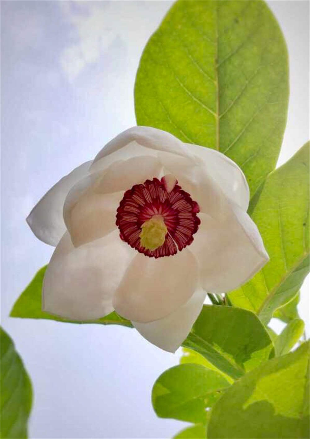 天女花——绝世独立秀娉婷(图3)