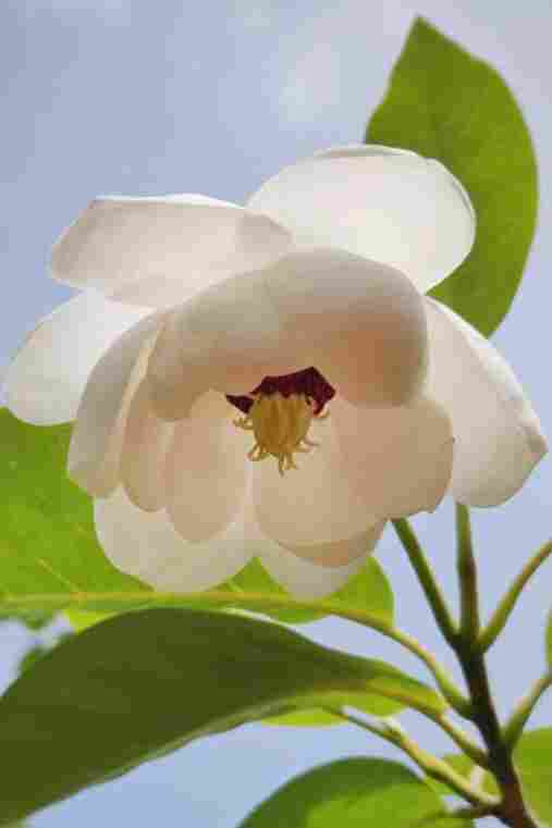 天女花——绝世独立秀娉婷(图4)