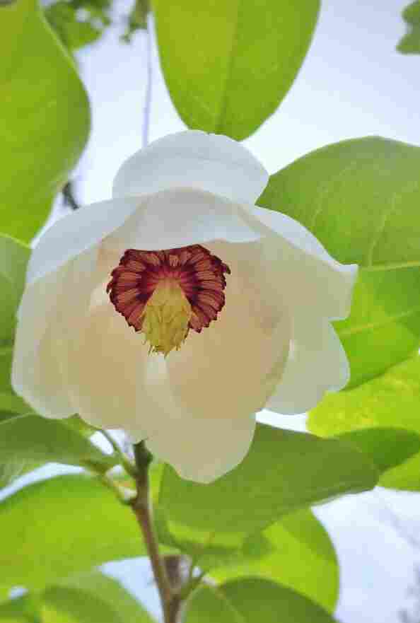 天女花——绝世独立秀娉婷(图5)