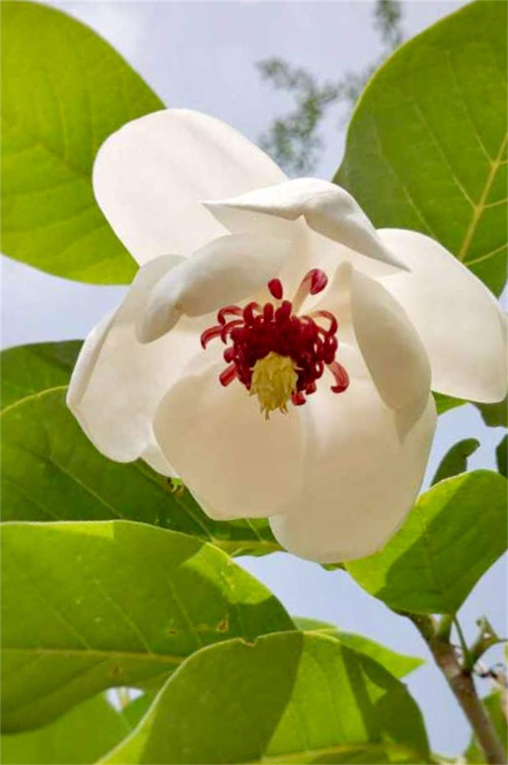 天女花——绝世独立秀娉婷(图6)