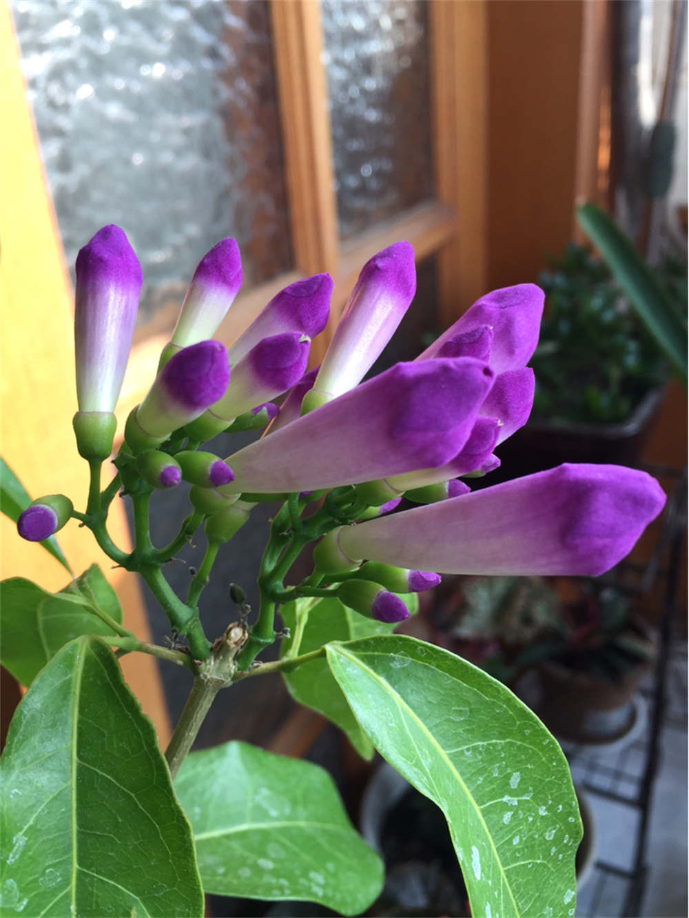 疑是紫藤驾云来，秀色可餐蒜香藤(图2)