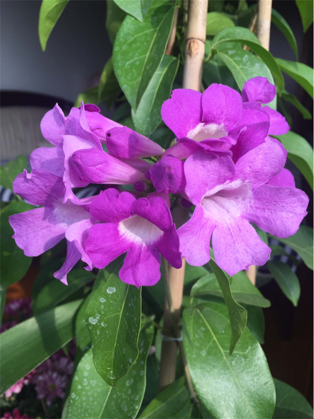 疑是紫藤驾云来，秀色可餐蒜香藤(图4)