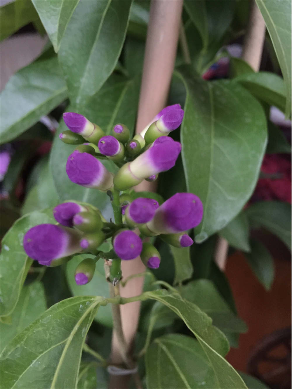 疑是紫藤驾云来，秀色可餐蒜香藤(图5)