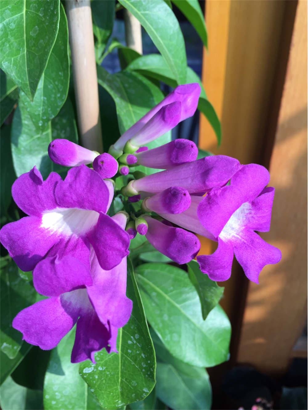 疑是紫藤驾云来，秀色可餐蒜香藤(图6)