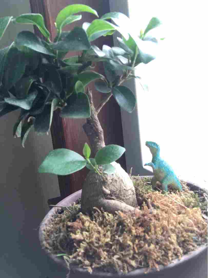 最大的木本植物——榕树盆景 - 功圣花卉