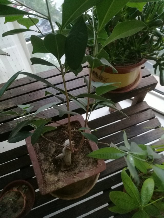 最大的木本植物——榕树盆景(图2)