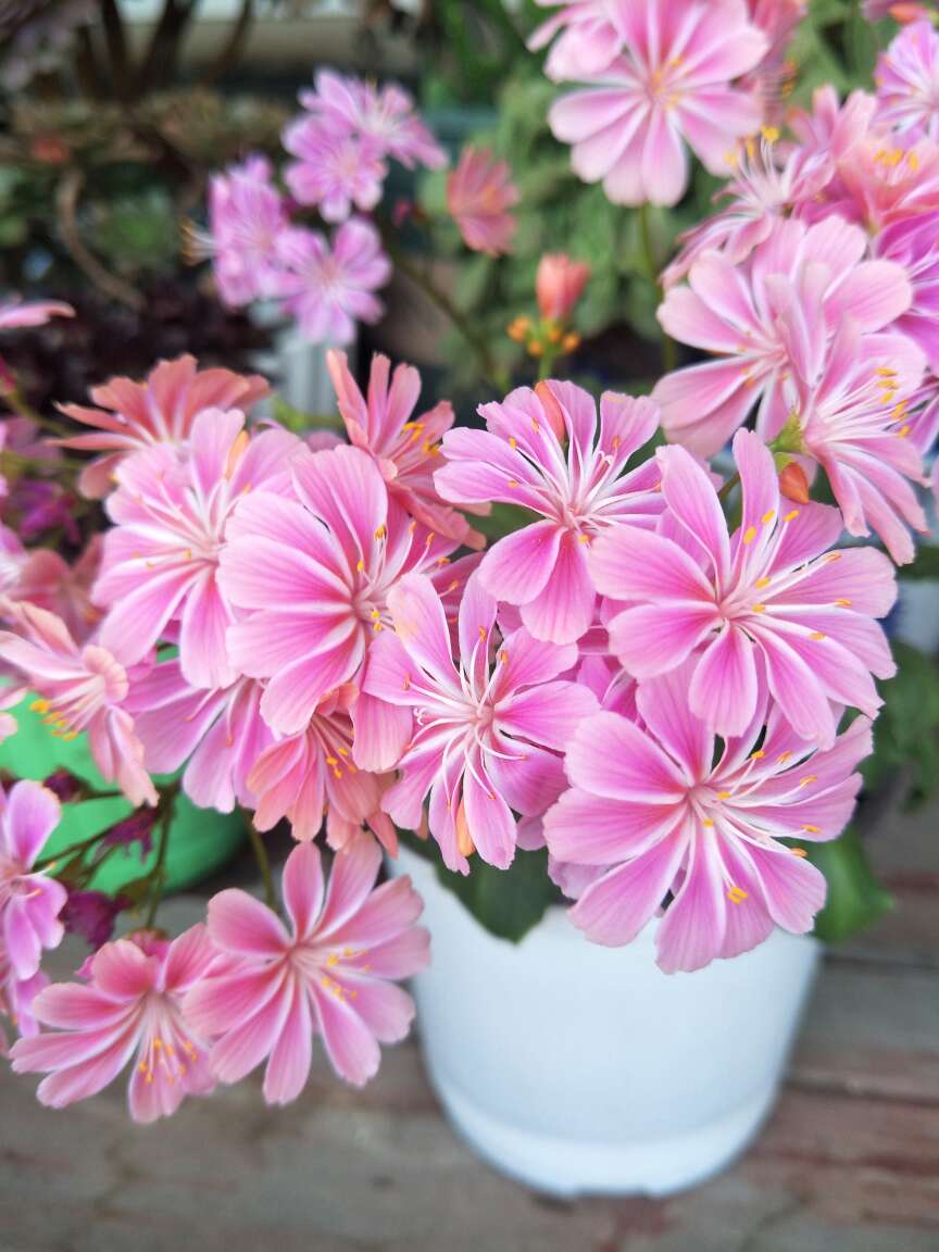 岩石园的宠儿——露薇花 - 功圣花卉