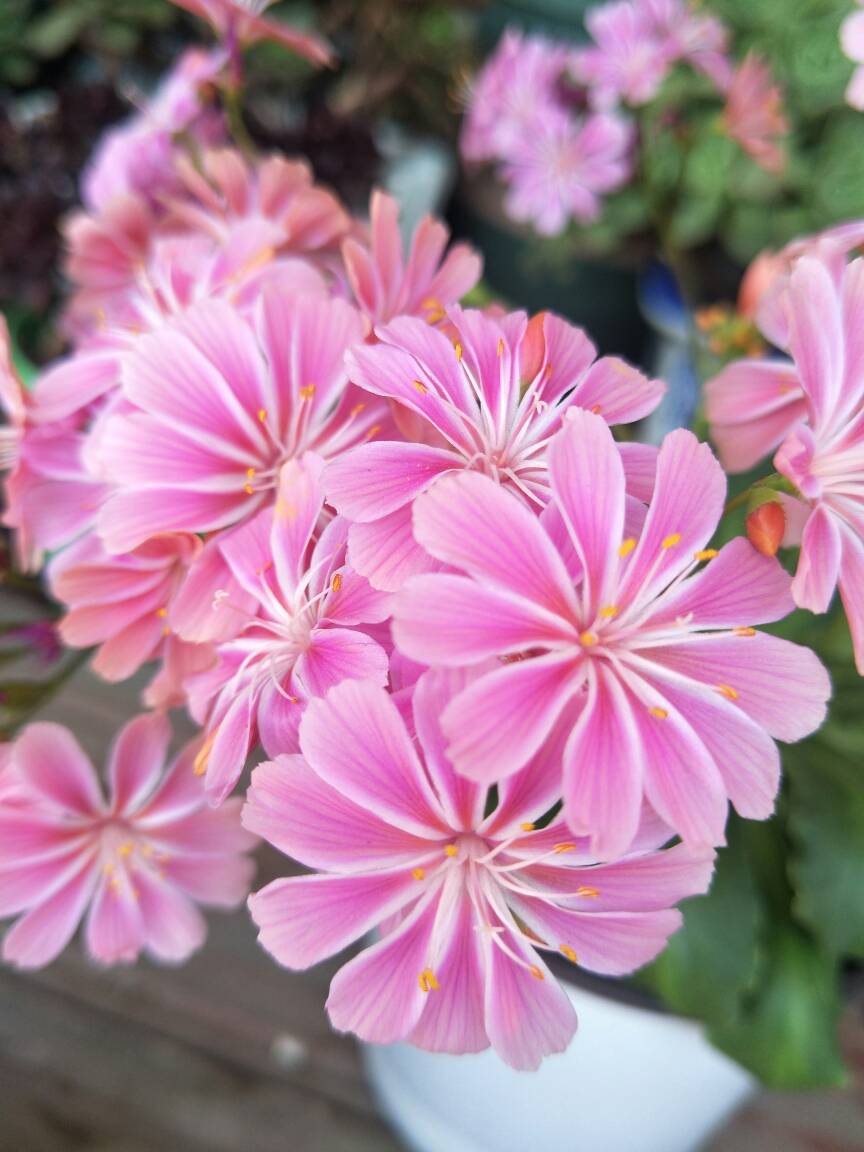 岩石园的宠儿——露薇花(图2)