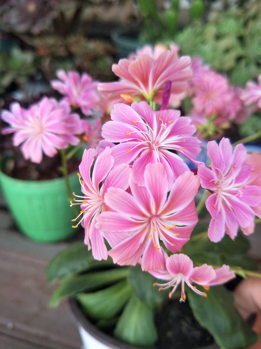 岩石园的宠儿——露薇花(图4)