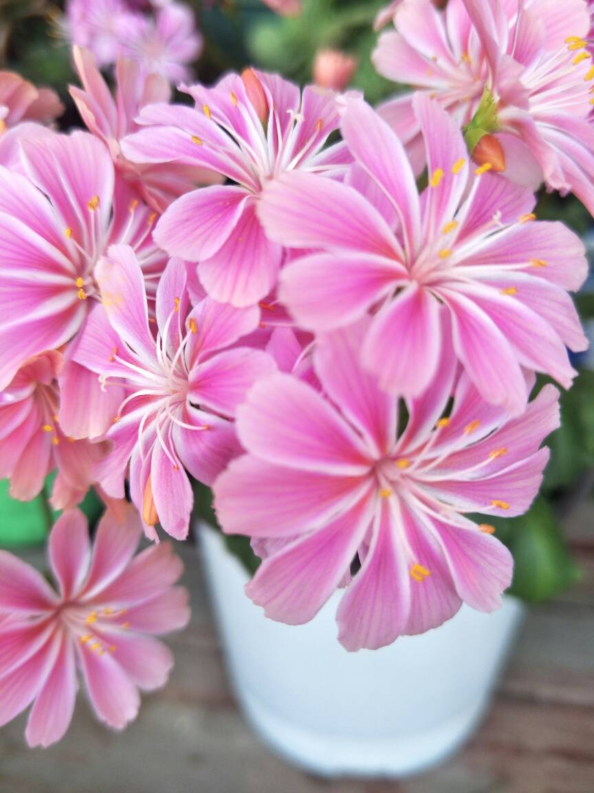 岩石园的宠儿——露薇花(图5)