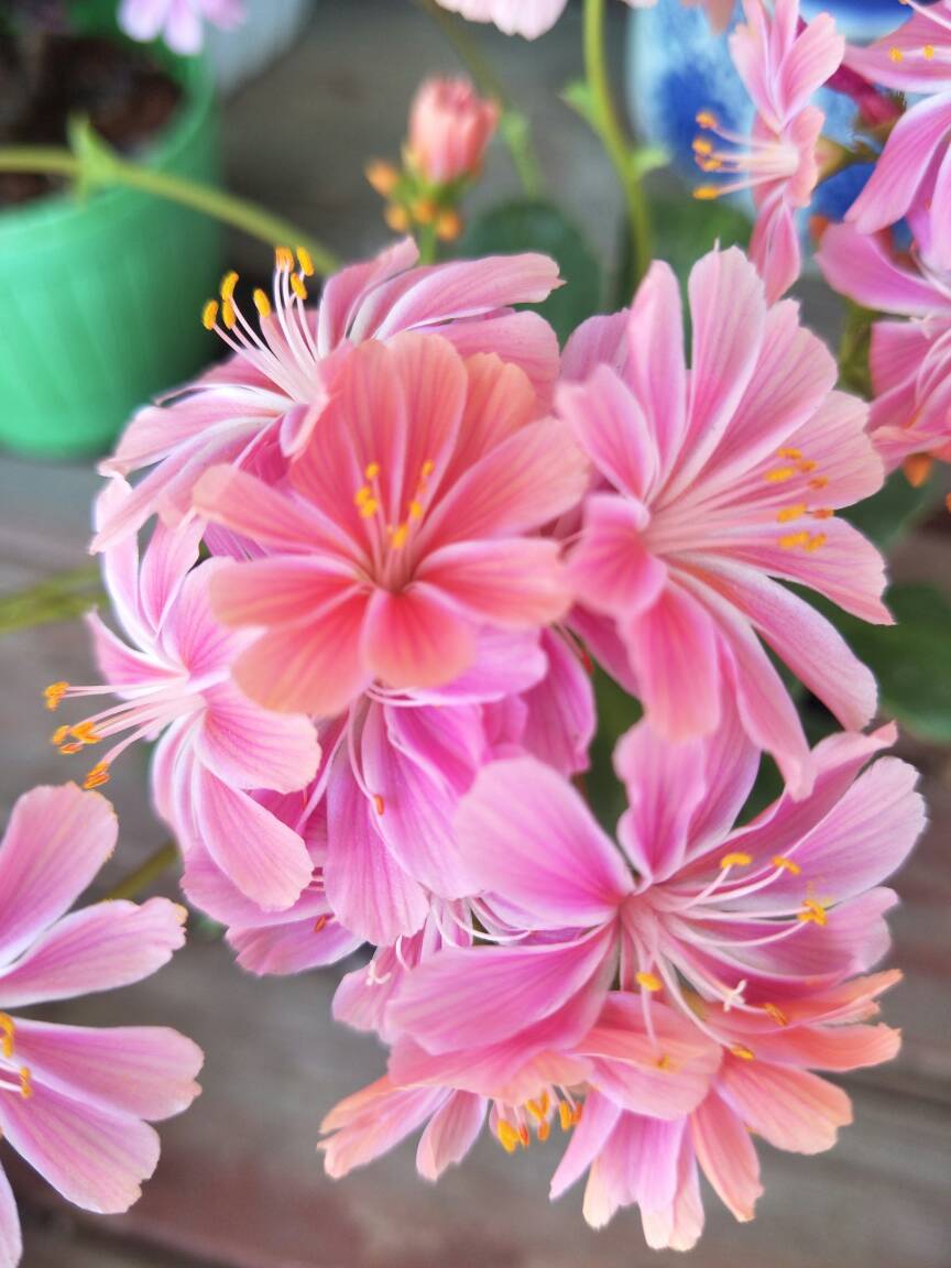 岩石园的宠儿——露薇花(图6)