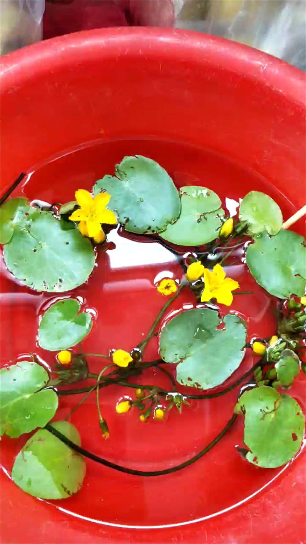 萍蓬草，水上的精灵 - 功圣花卉