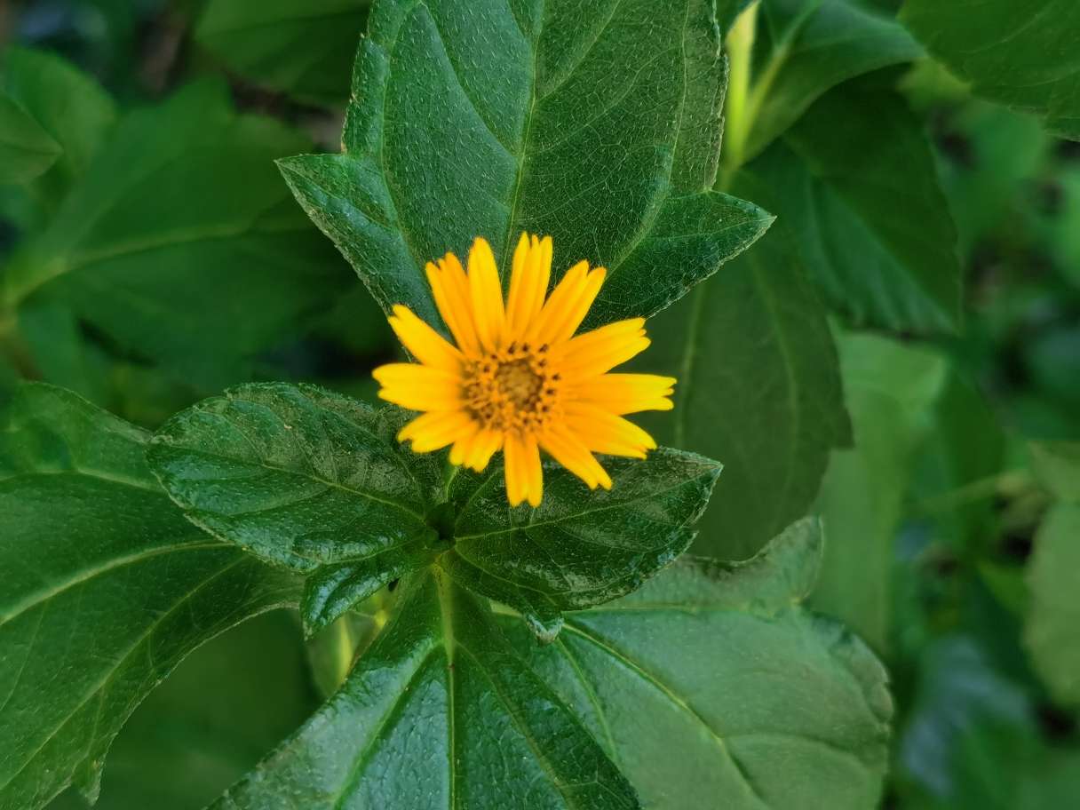 蟛蜞菊美图赏析(图2)