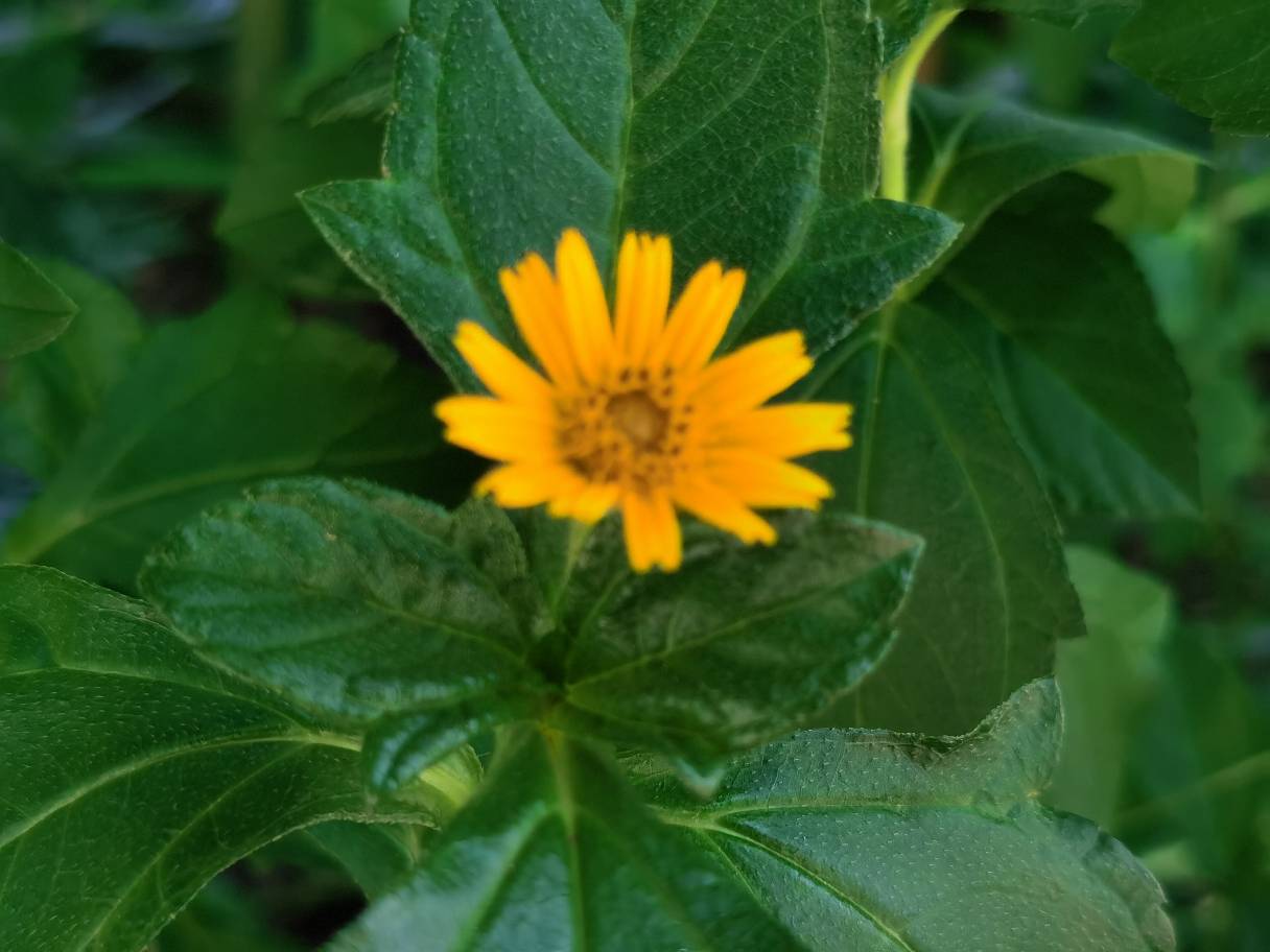 蟛蜞菊美图赏析(图3)