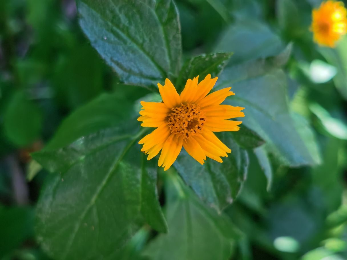 蟛蜞菊美图赏析(图4)