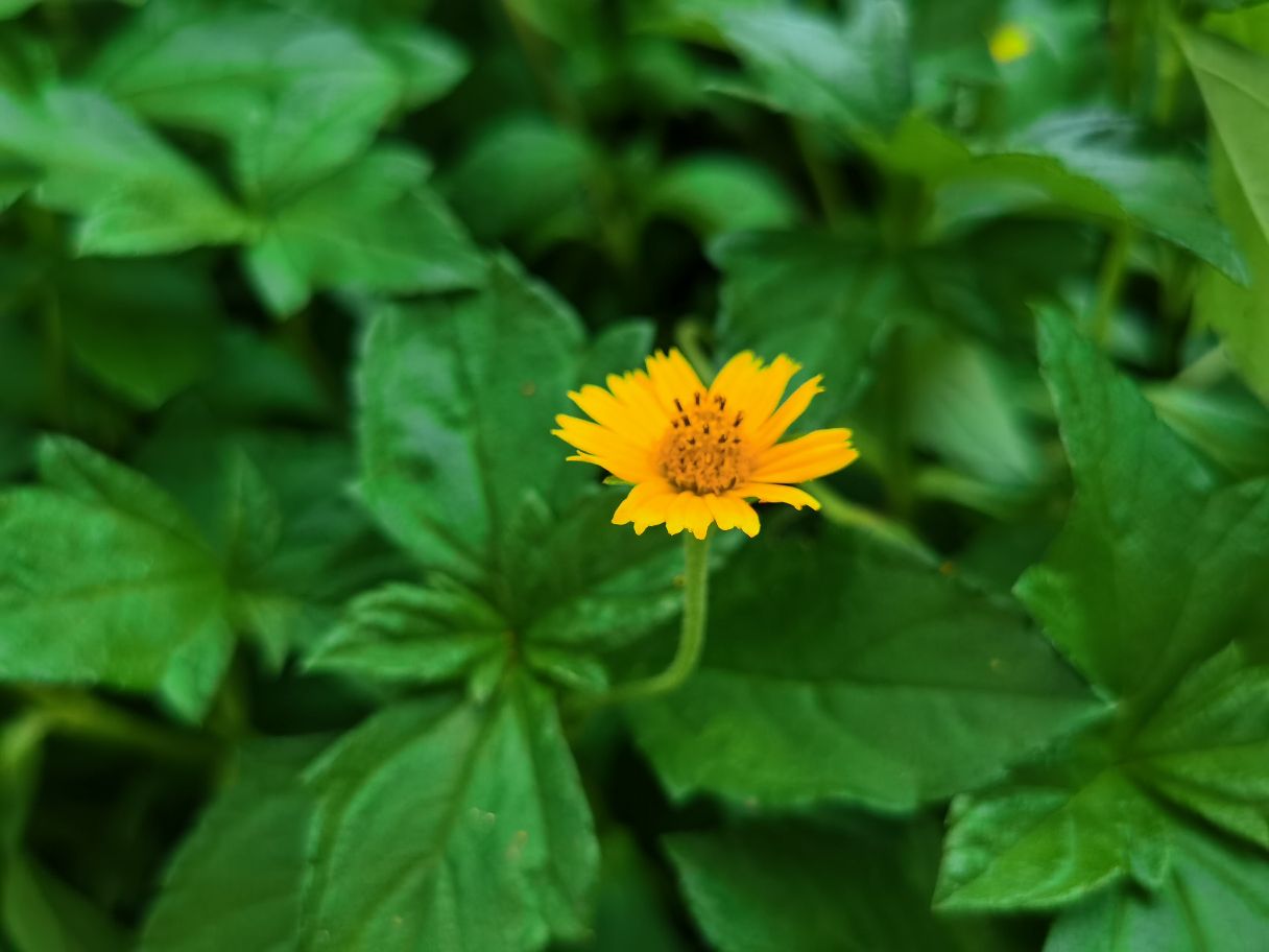 蟛蜞菊美图赏析(图5)