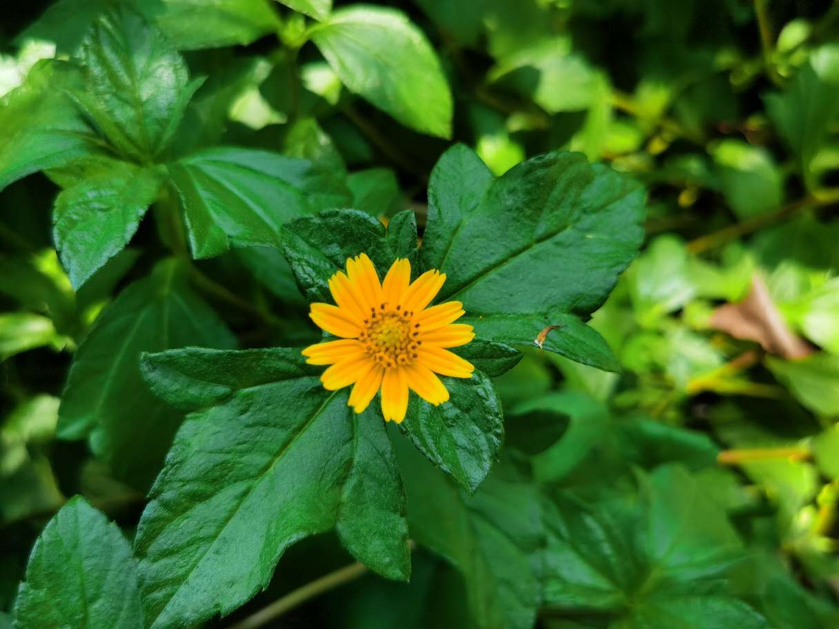 蟛蜞菊美图赏析(图6)