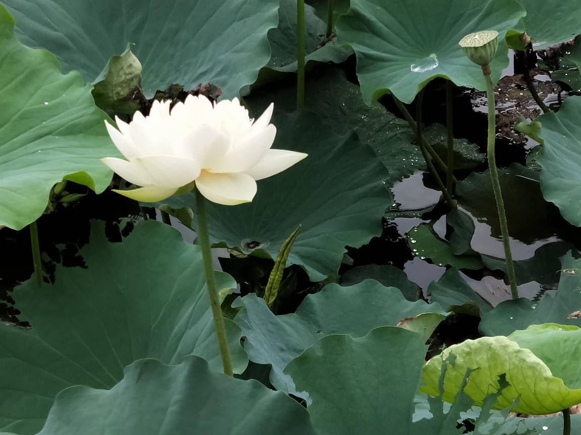 白色雅士——白荷(图3)