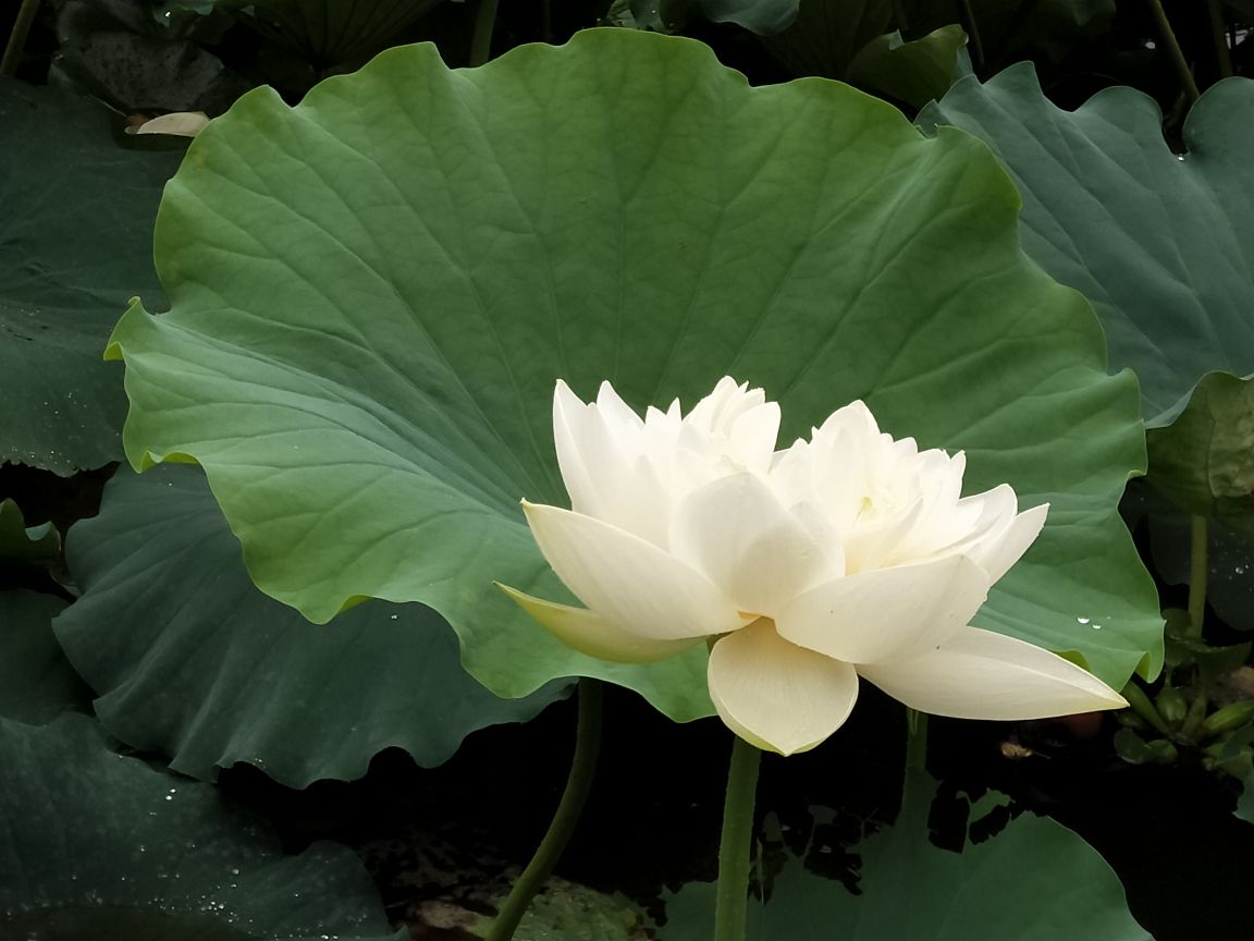 白色雅士——白荷(图5)