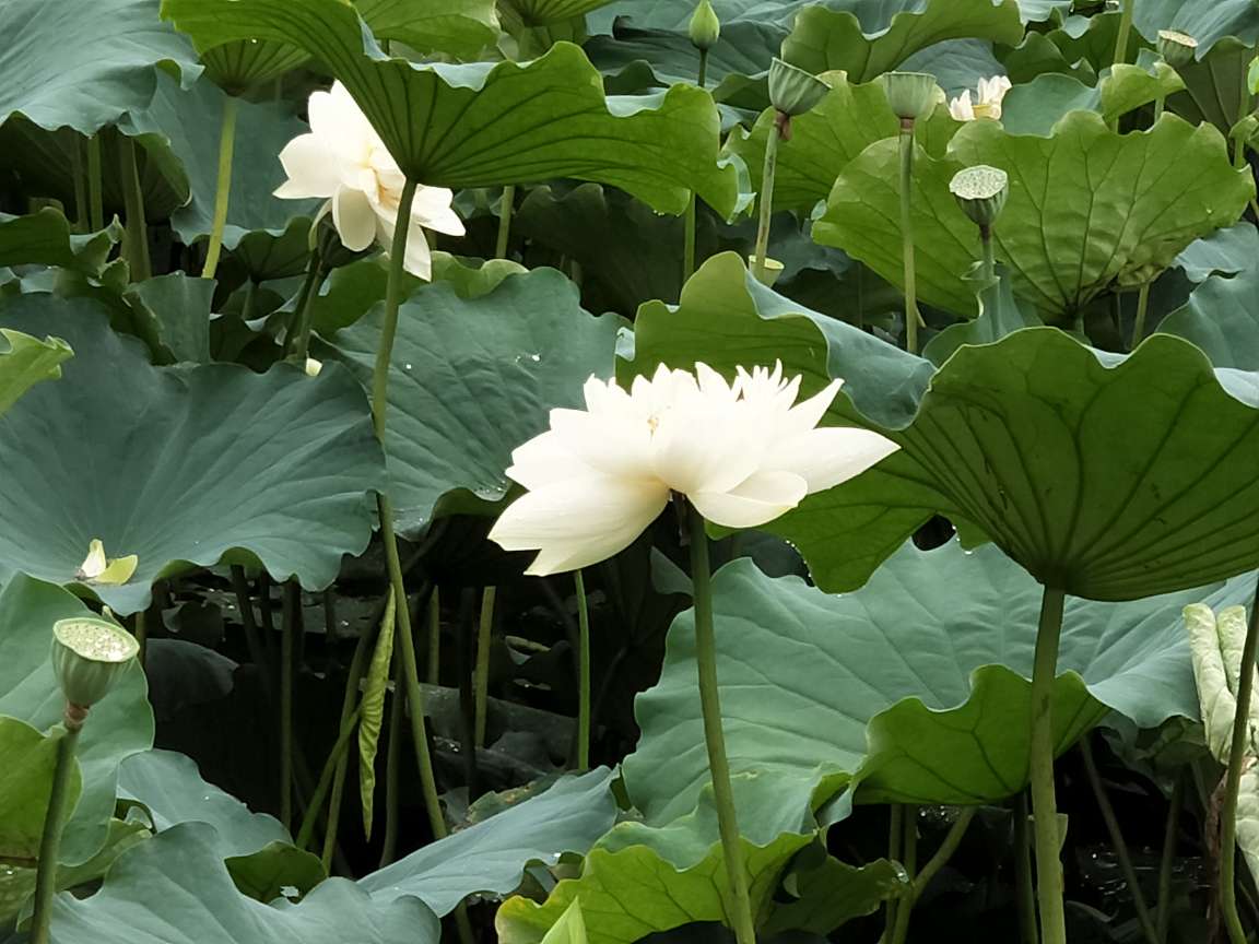 白色雅士——白荷(图6)