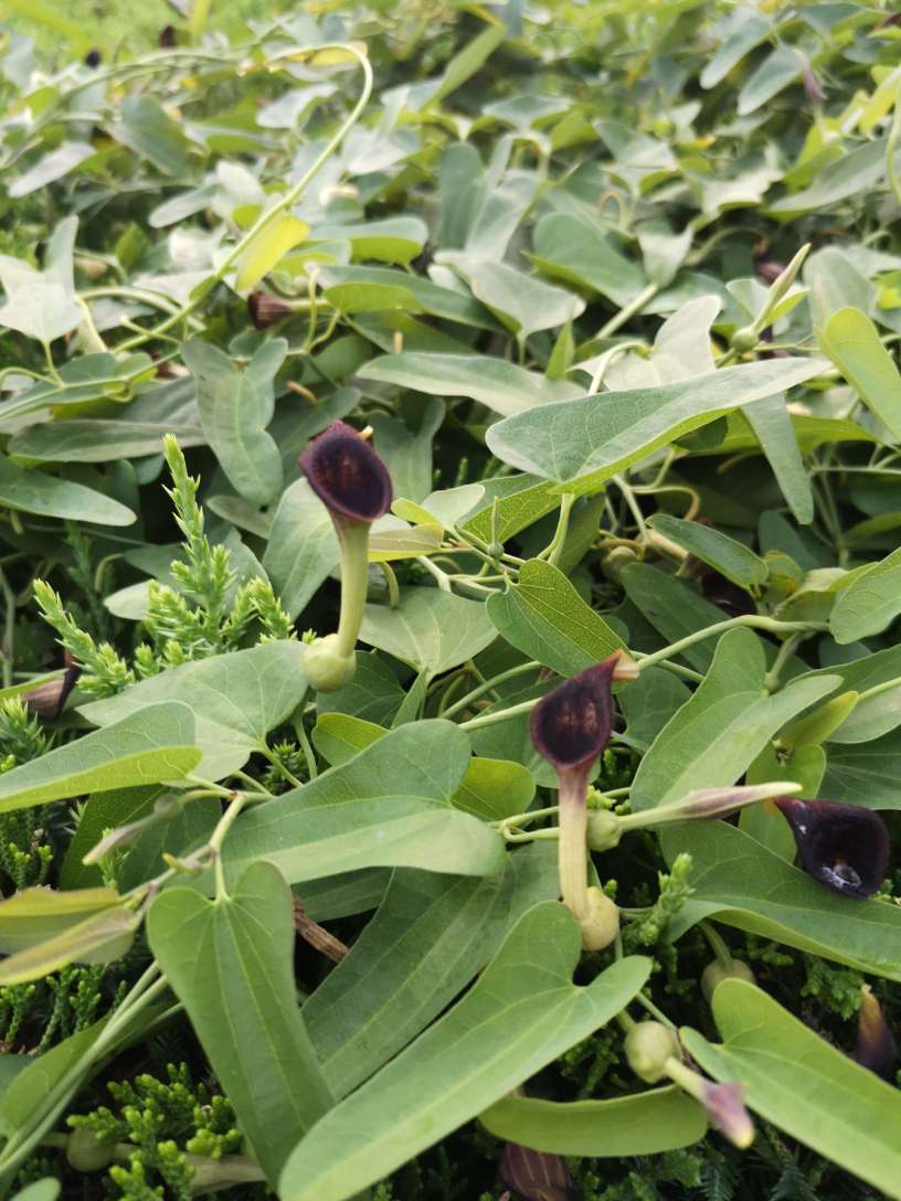 马兜铃：一种毒药两种对待 - 功圣花卉