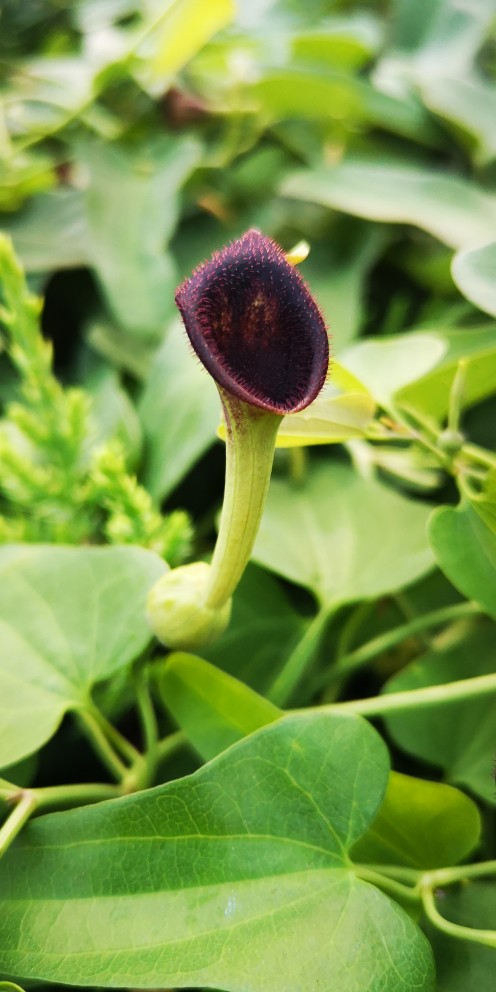 马兜铃：一种毒药两种对待(图3)