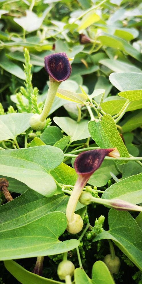 马兜铃：一种毒药两种对待(图4)