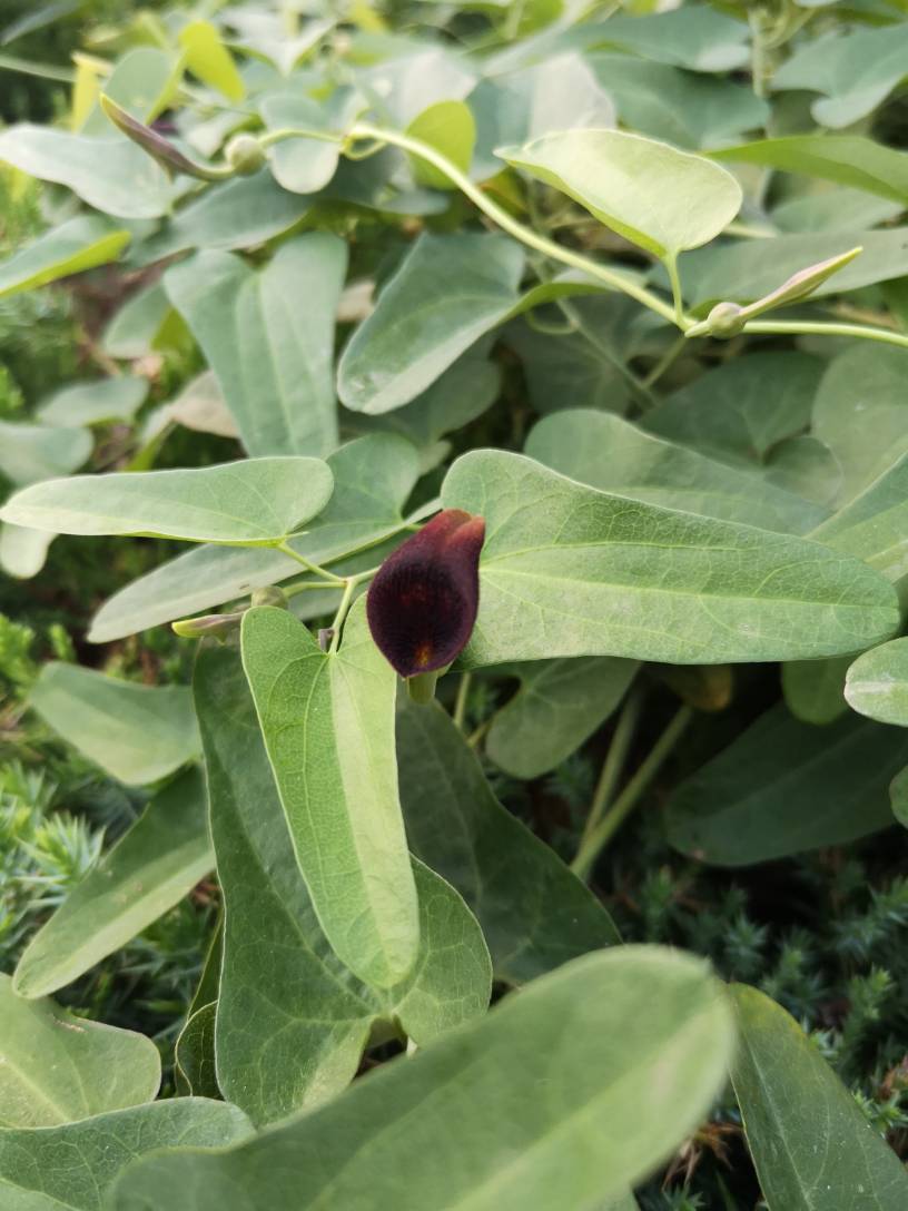 马兜铃：一种毒药两种对待(图5)