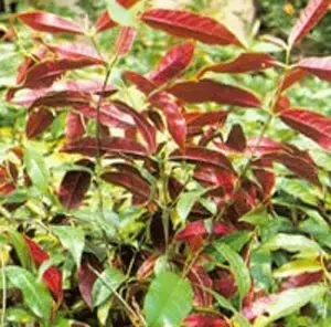 红背桂，鲜艳的颜色 - 功圣花卉