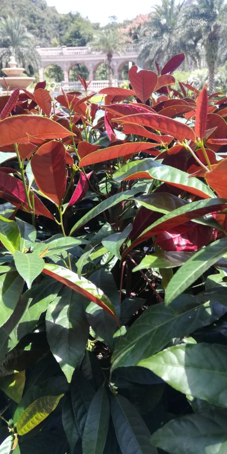 红背桂，鲜艳的颜色(图2)