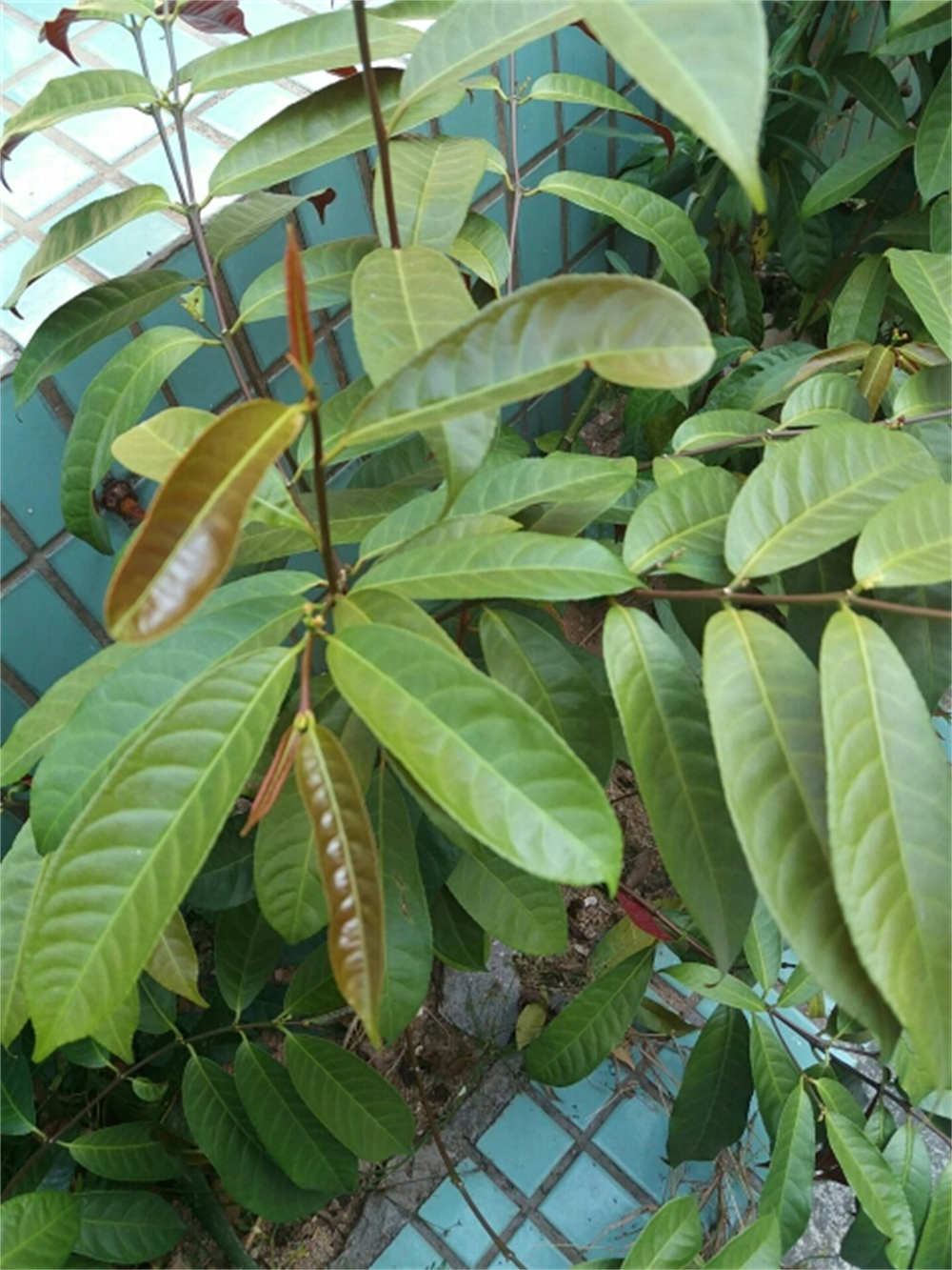 红背桂，鲜艳的颜色(图3)