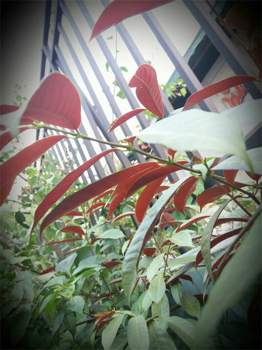 红背桂，鲜艳的颜色(图5)