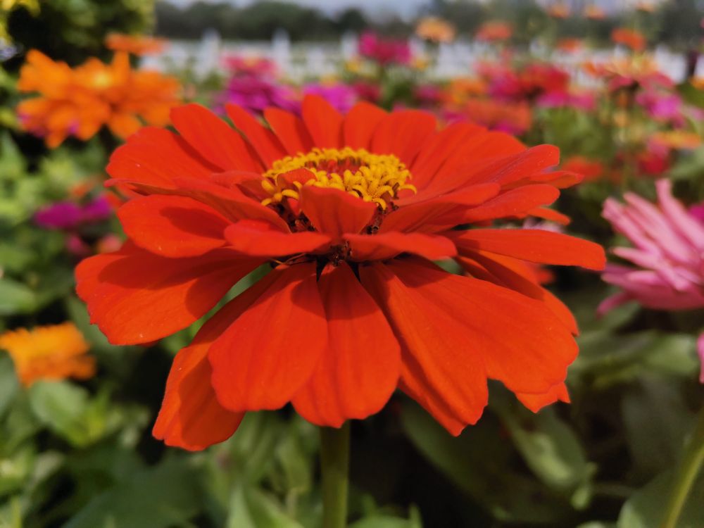 花有百日红——百日草 - 功圣花卉