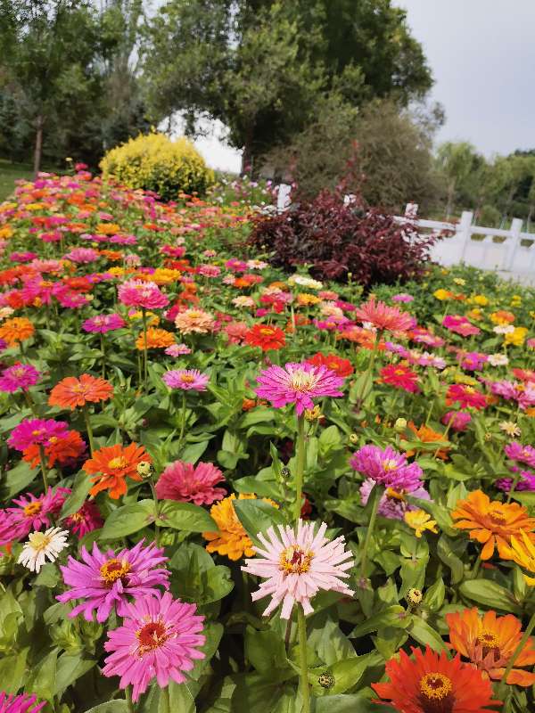 花有百日红——百日草(图2)