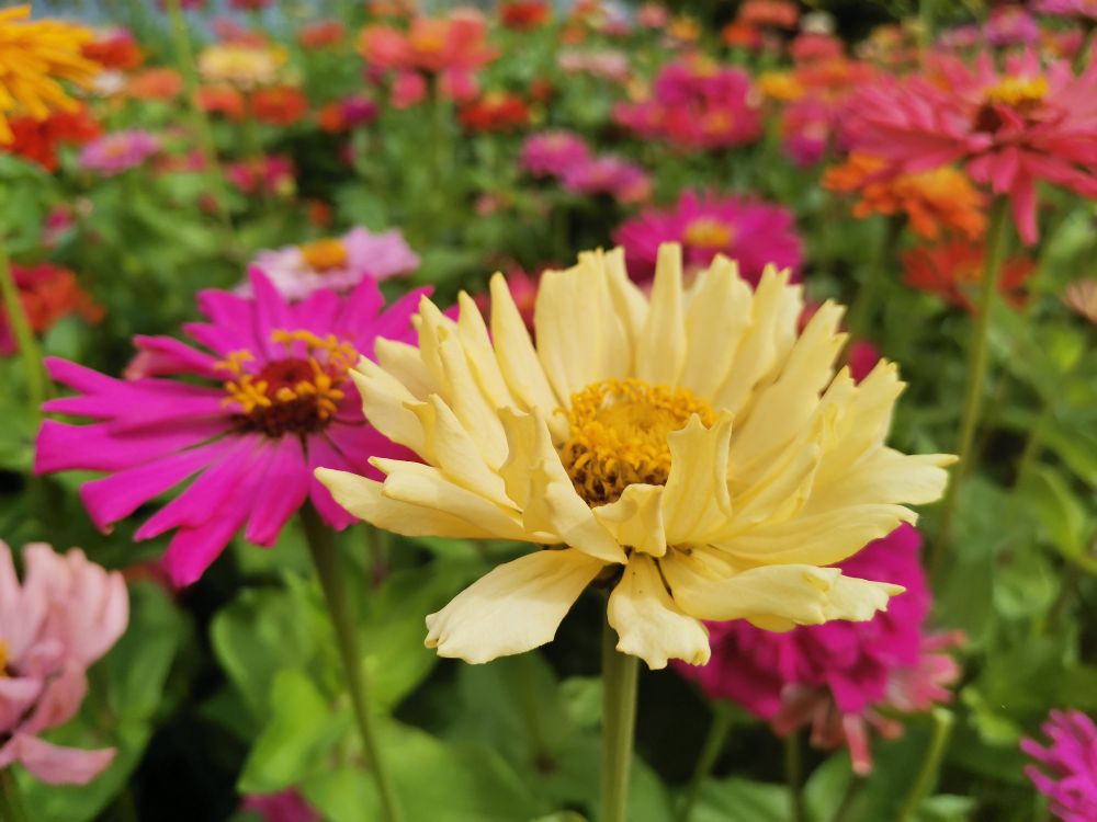 花有百日红——百日草(图3)