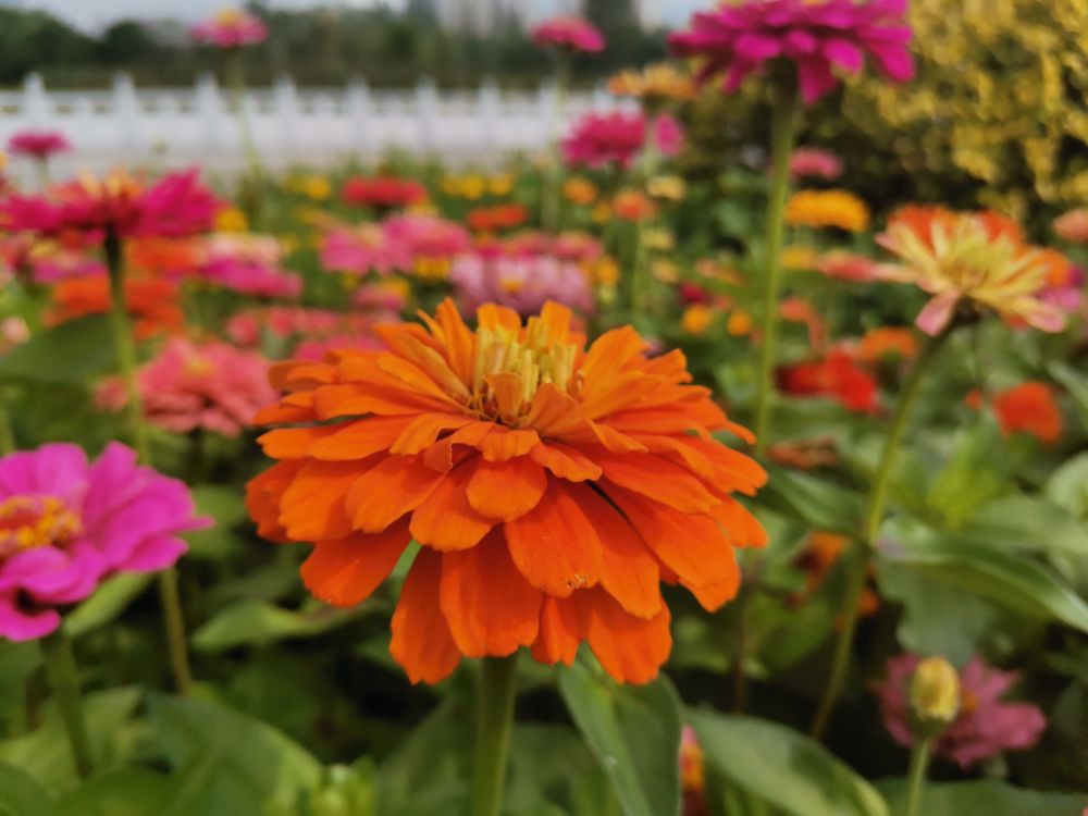 花有百日红——百日草(图4)