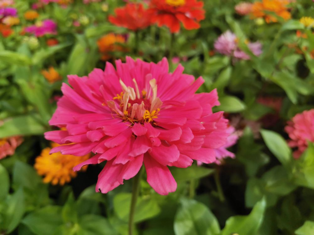 花有百日红——百日草(图5)