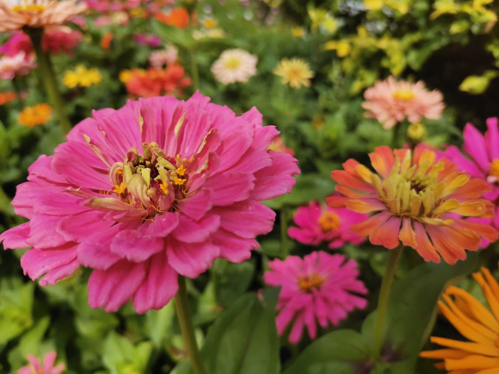 花有百日红——百日草(图6)