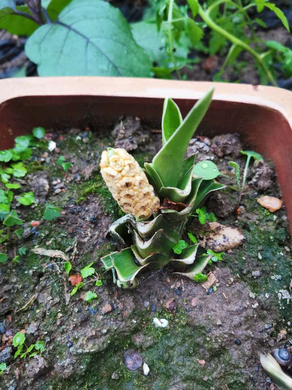 万年青，永远这样！(图1)